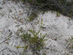 Hebenstretia dentata