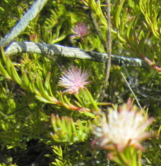 Diastella proteoides