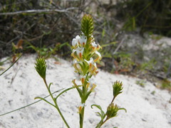 Hebenstretia dentata