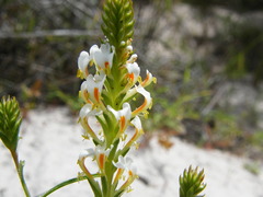 Hebenstretia dentata