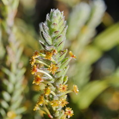 Struthiola tomentosa