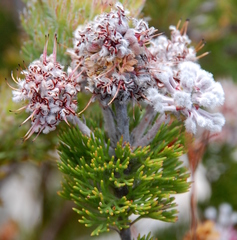 Paranomus abrotanifolius