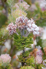 Paranomus abrotanifolius