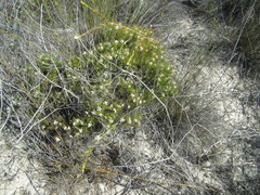 Serruria decipiens