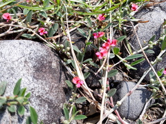 Macroptilium gibbosifolium