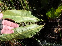 Protea scolopendriifolia