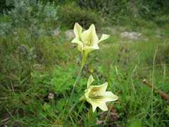 Gladiolus tristis
