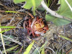 Protea scolopendriifolia
