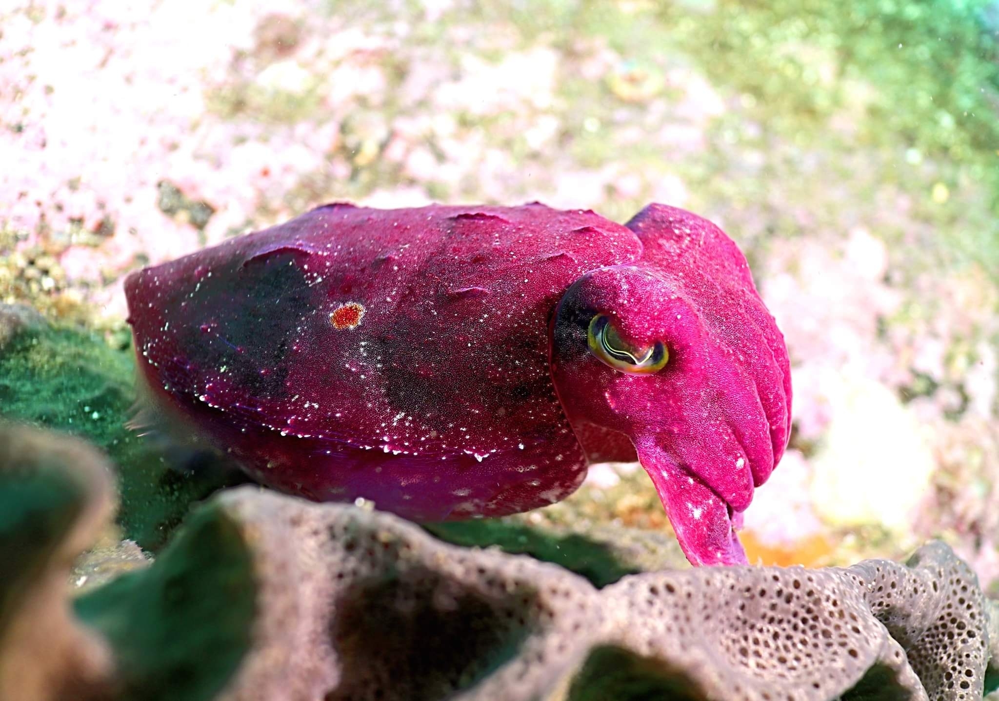 Order Sepiida · iNaturalist, image size:2048x1437