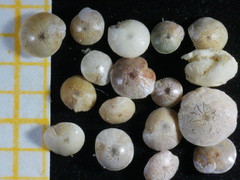 Amphistegina lobifera