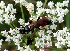 Ichneumon gracilentus