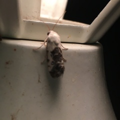 Ponometia phecolisca