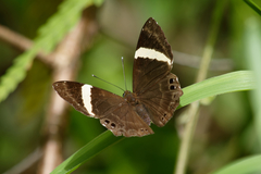 Abisara fylla