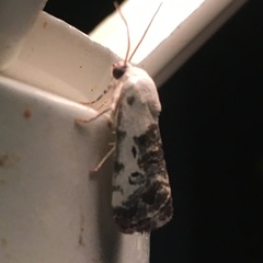 Ponometia phecolisca