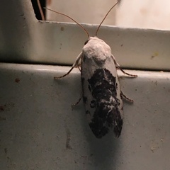 Ponometia phecolisca