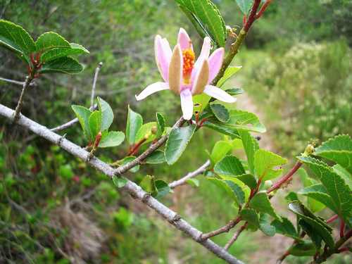 Grewia occidentalis