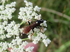 Ichneumon gracilentus