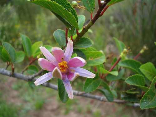 Grewia occidentalis