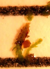 Cephaloziella