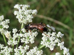 Ichneumon gracilentus