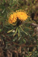 Leucospermum parile