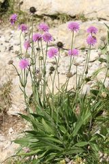 Knautia longifolia