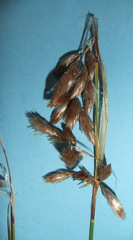 Thamnochortus papyraceus