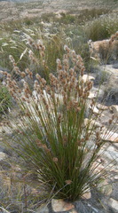 Thamnochortus papyraceus