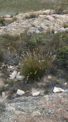 Thamnochortus papyraceus