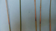 Thamnochortus papyraceus