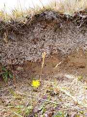 Rytidosperma buchananii