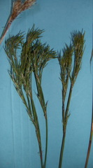 Thamnochortus papyraceus