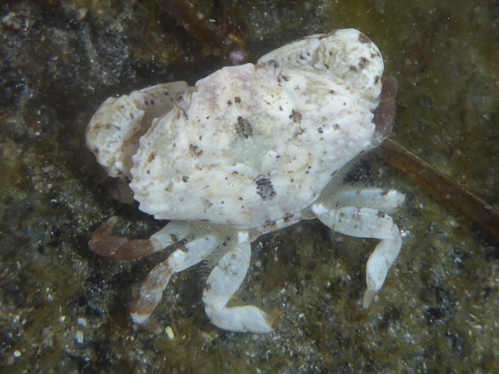 ninetooth pebble crab