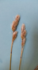 Thamnochortus papyraceus