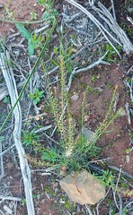 Lepidium africanum