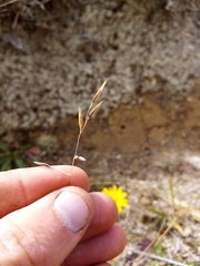 Rytidosperma buchananii