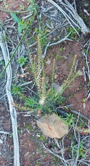 Lepidium africanum