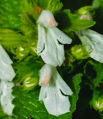 Leucas deodikarii