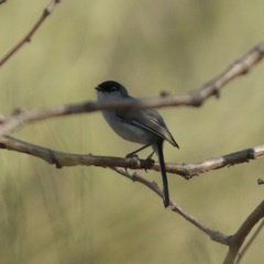 Polioptila nigriceps