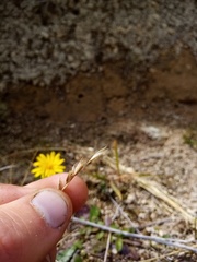Rytidosperma buchananii