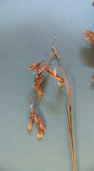 Thamnochortus papyraceus