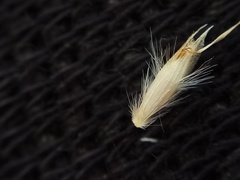 Rytidosperma buchananii