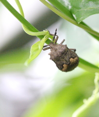 Megymenum brevicorne