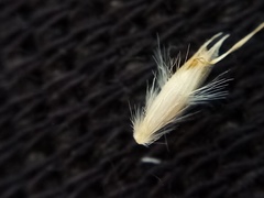 Rytidosperma buchananii