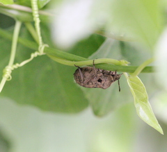 Megymenum brevicorne