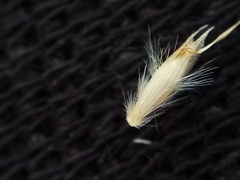 Rytidosperma buchananii