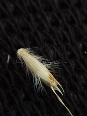 Rytidosperma buchananii