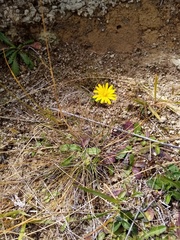 Rytidosperma buchananii