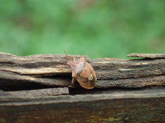 Dendrocoris humeralis