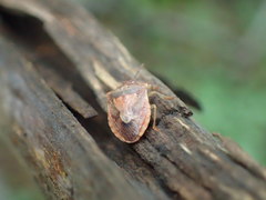 Dendrocoris humeralis